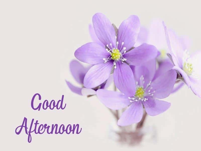 Beautiful Good Afternoon Images
