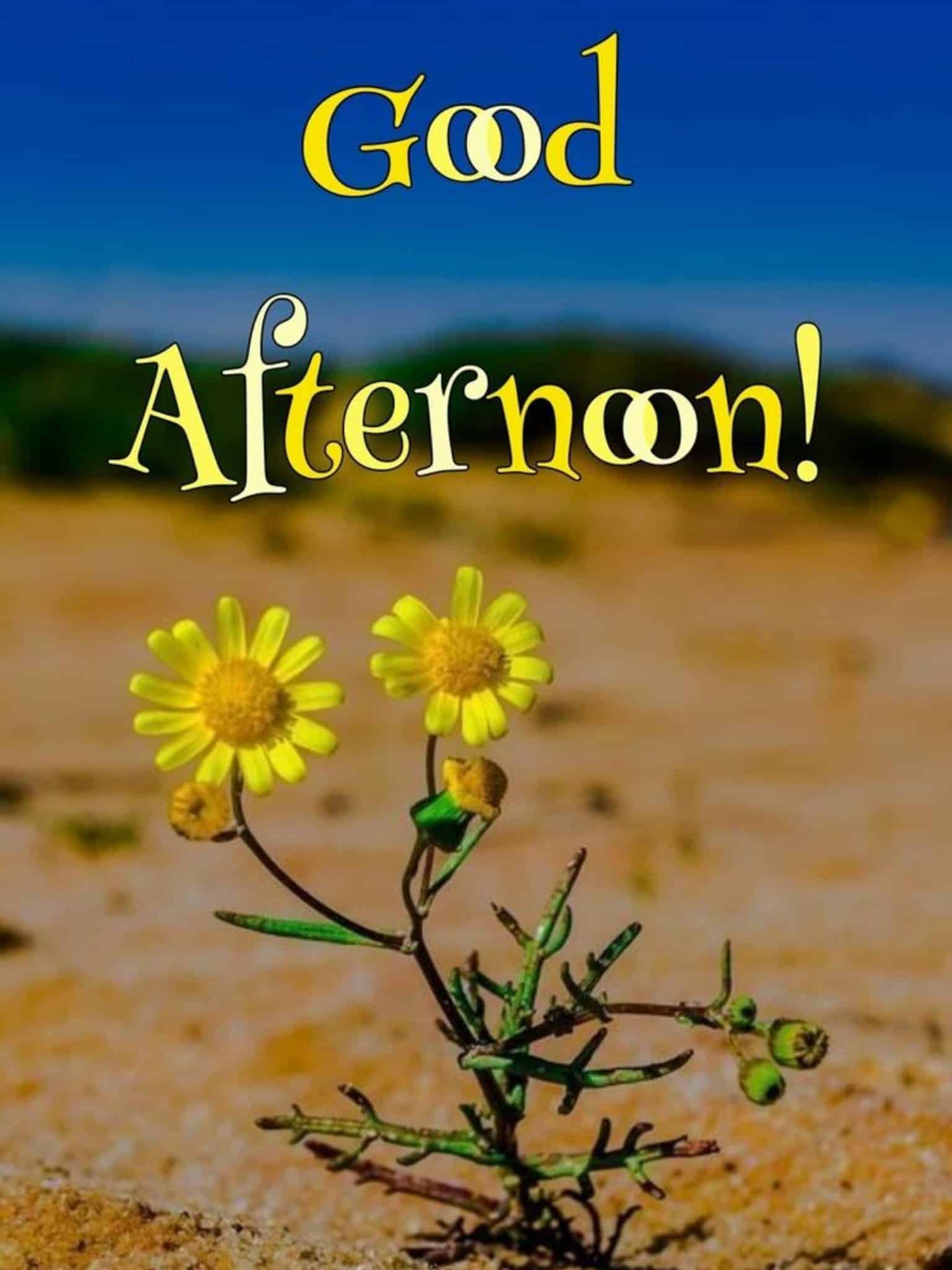 Beautiful Good Afternoon Images