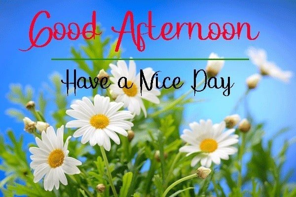 New Good Afternoon Photo