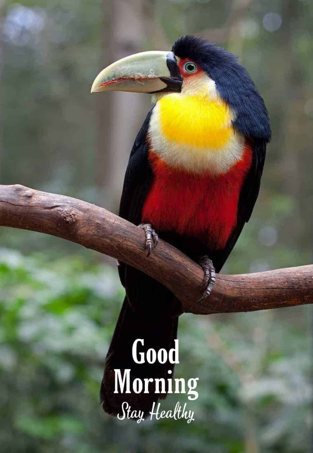 Good Morning Images