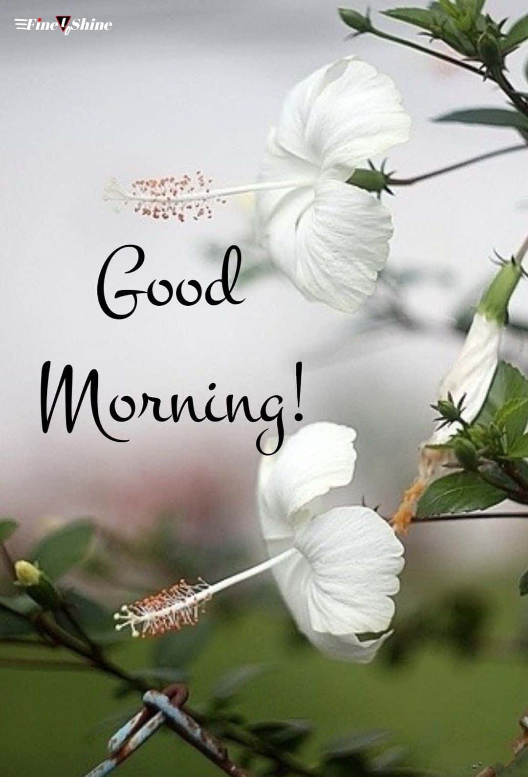 Good Morning Images