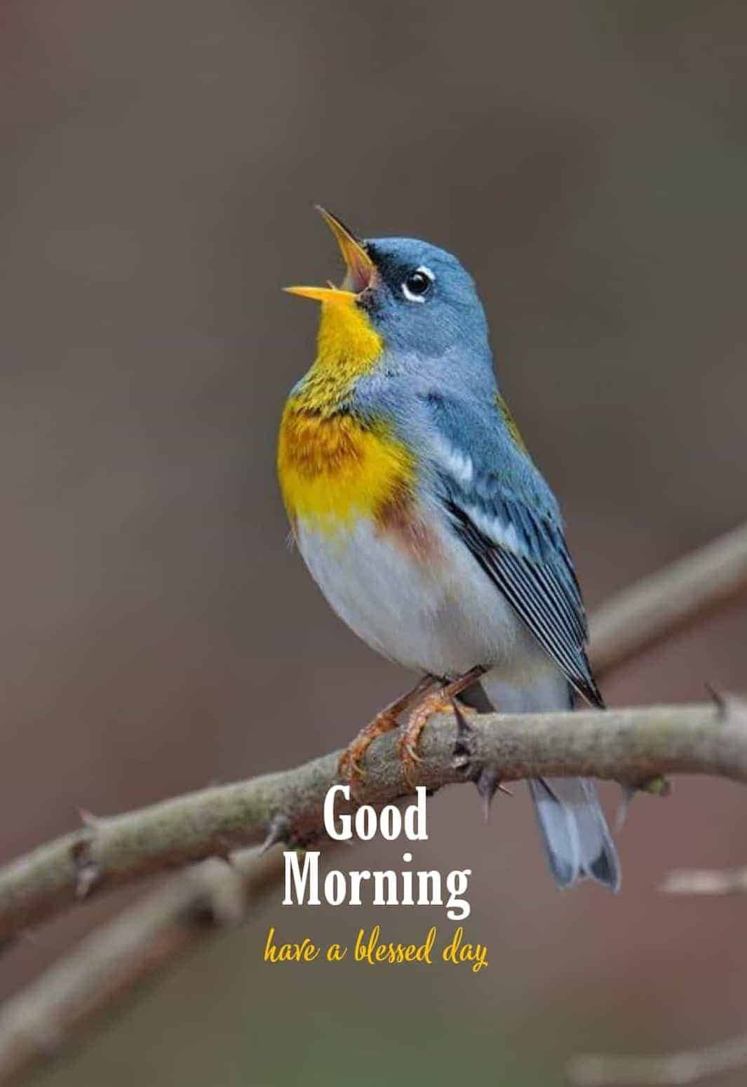 New Good Morning Images