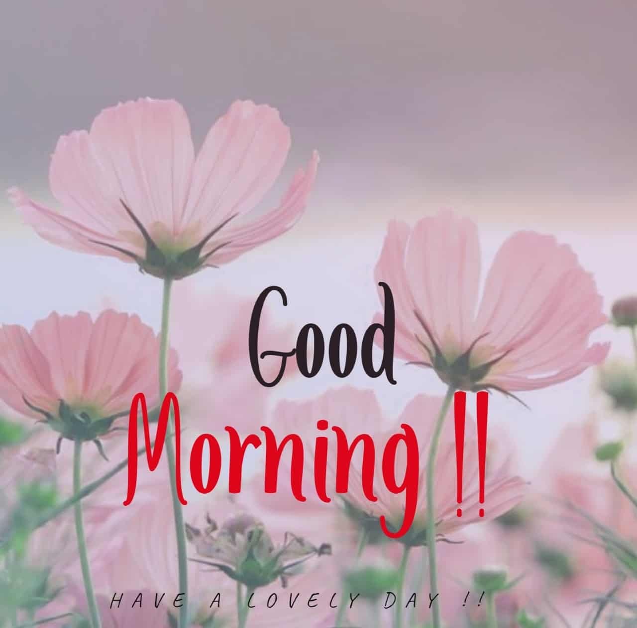 Good Morning Pic