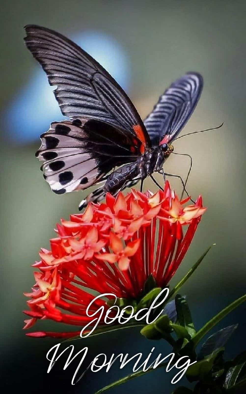 Good Morning Photos