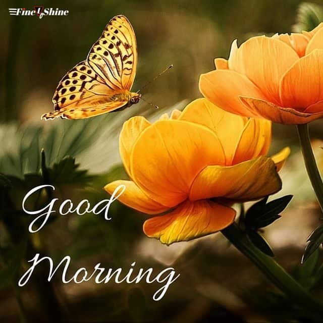 Good Morning Photos