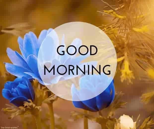Good Morning Wallpaper