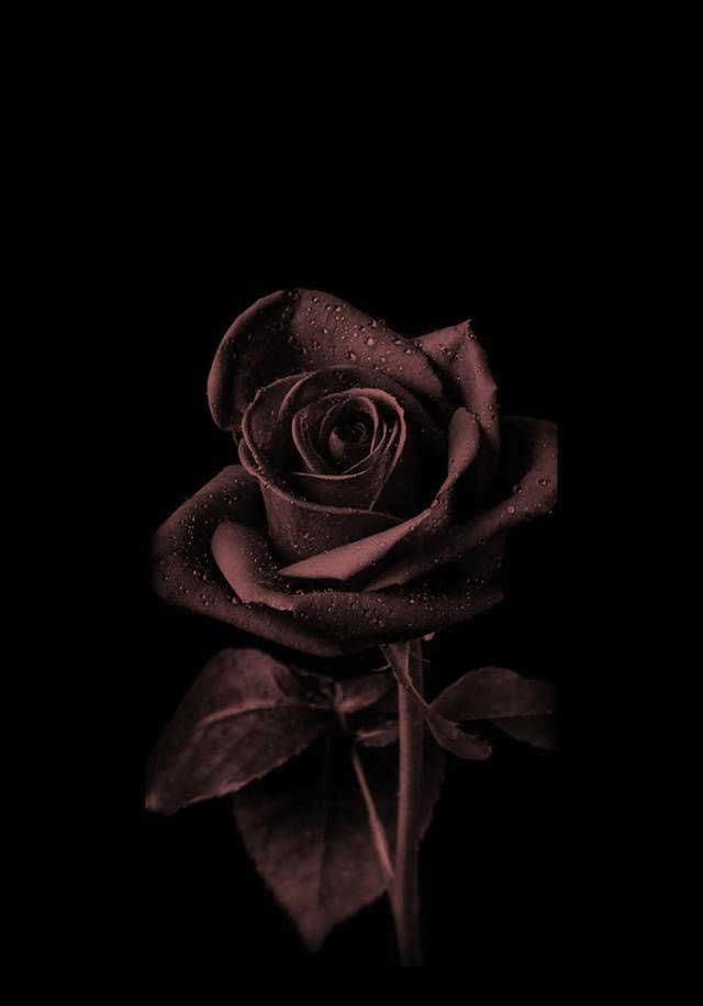 Black DP