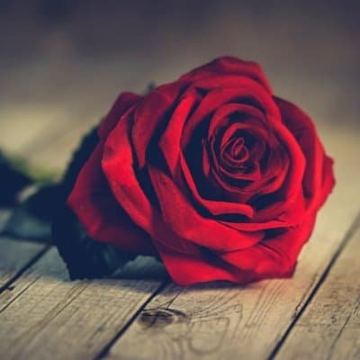 Flowers DP