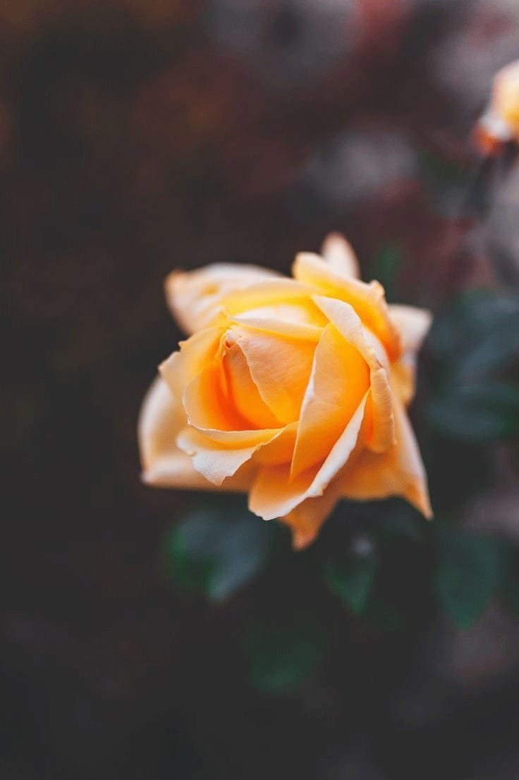 Flowers DP