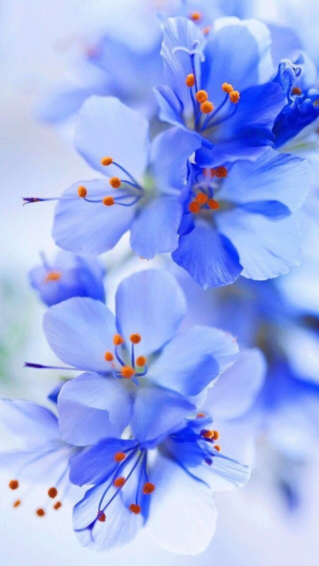 Flower Whatsapp DP