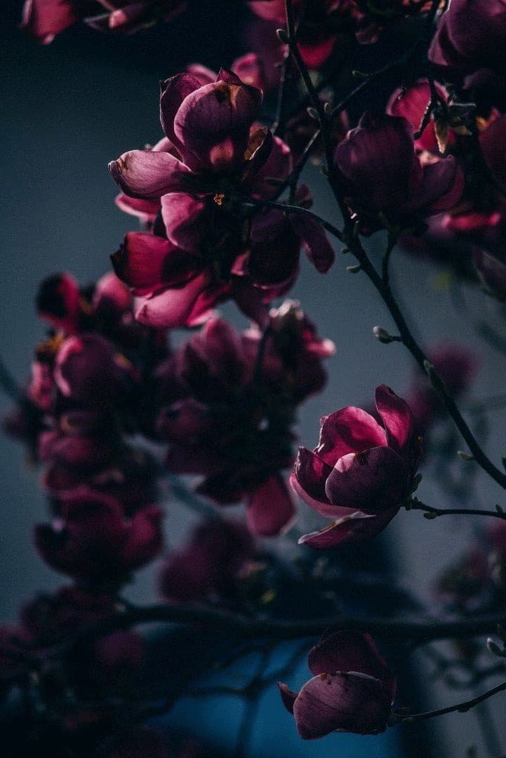 Flower Whatsapp DP
