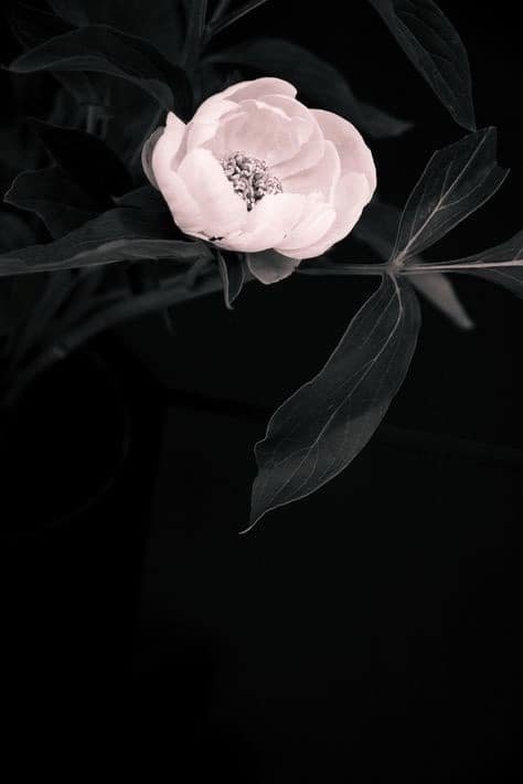 Flower Whatsapp DP