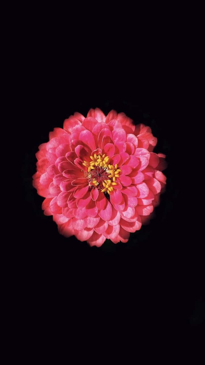 Flower Whatsapp DP