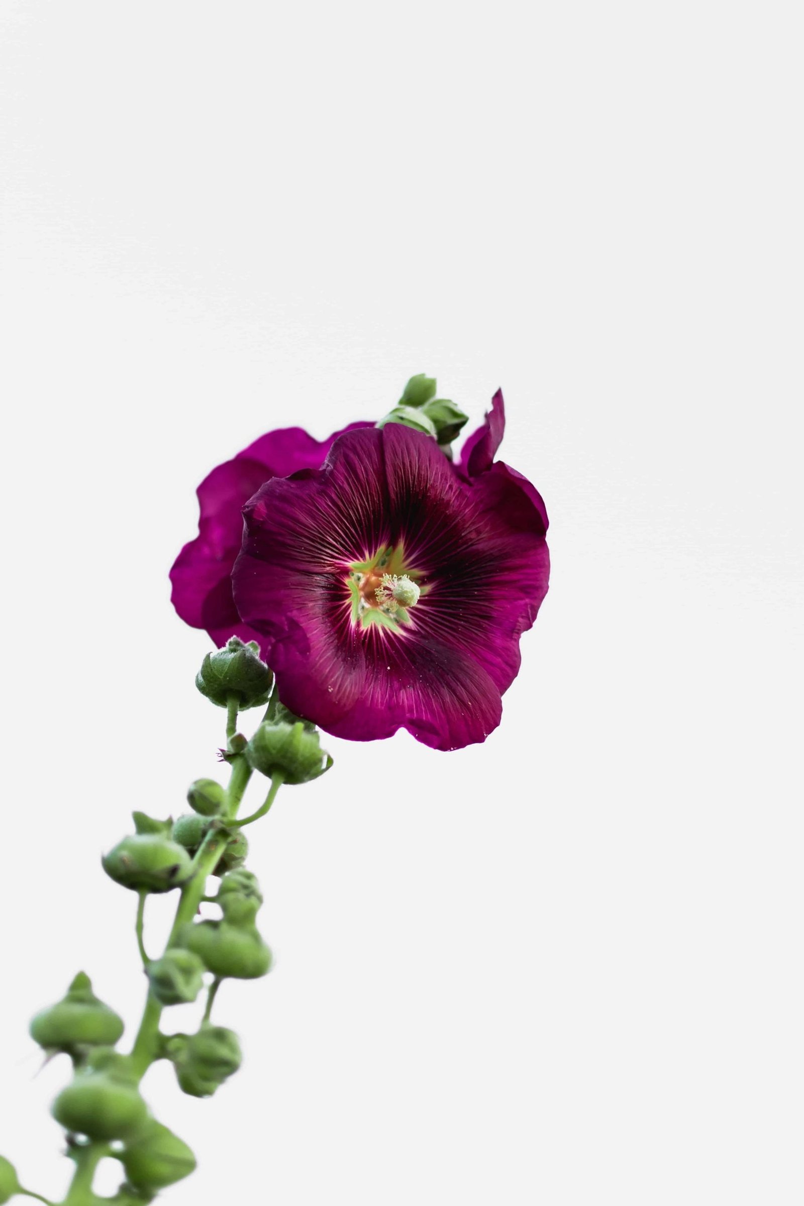 Flower Whatsapp DP