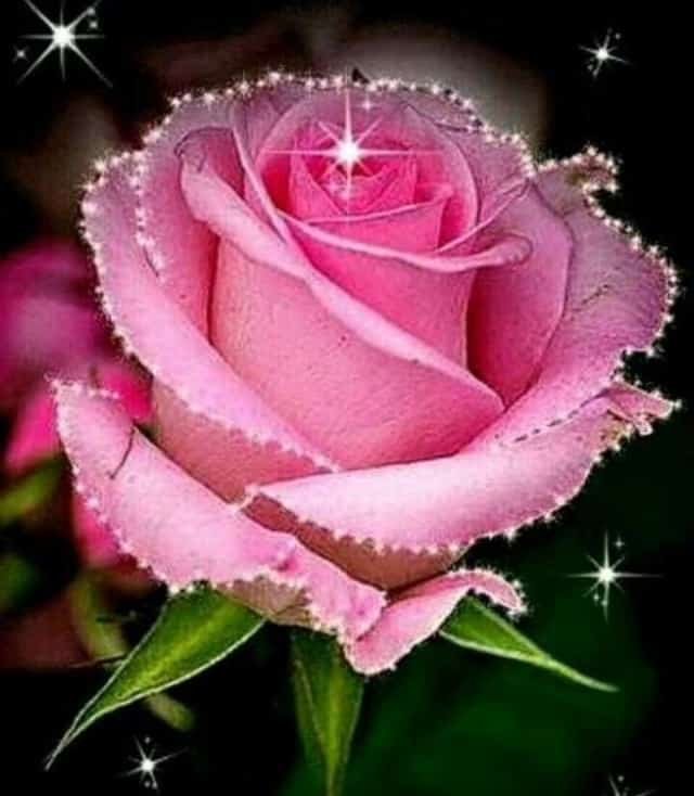 Flower Whatsapp DP