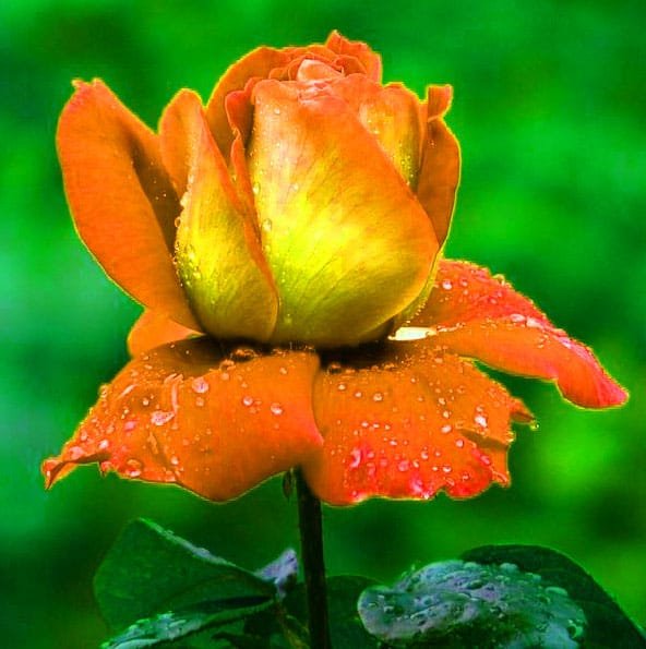 Flower Whatsapp DP