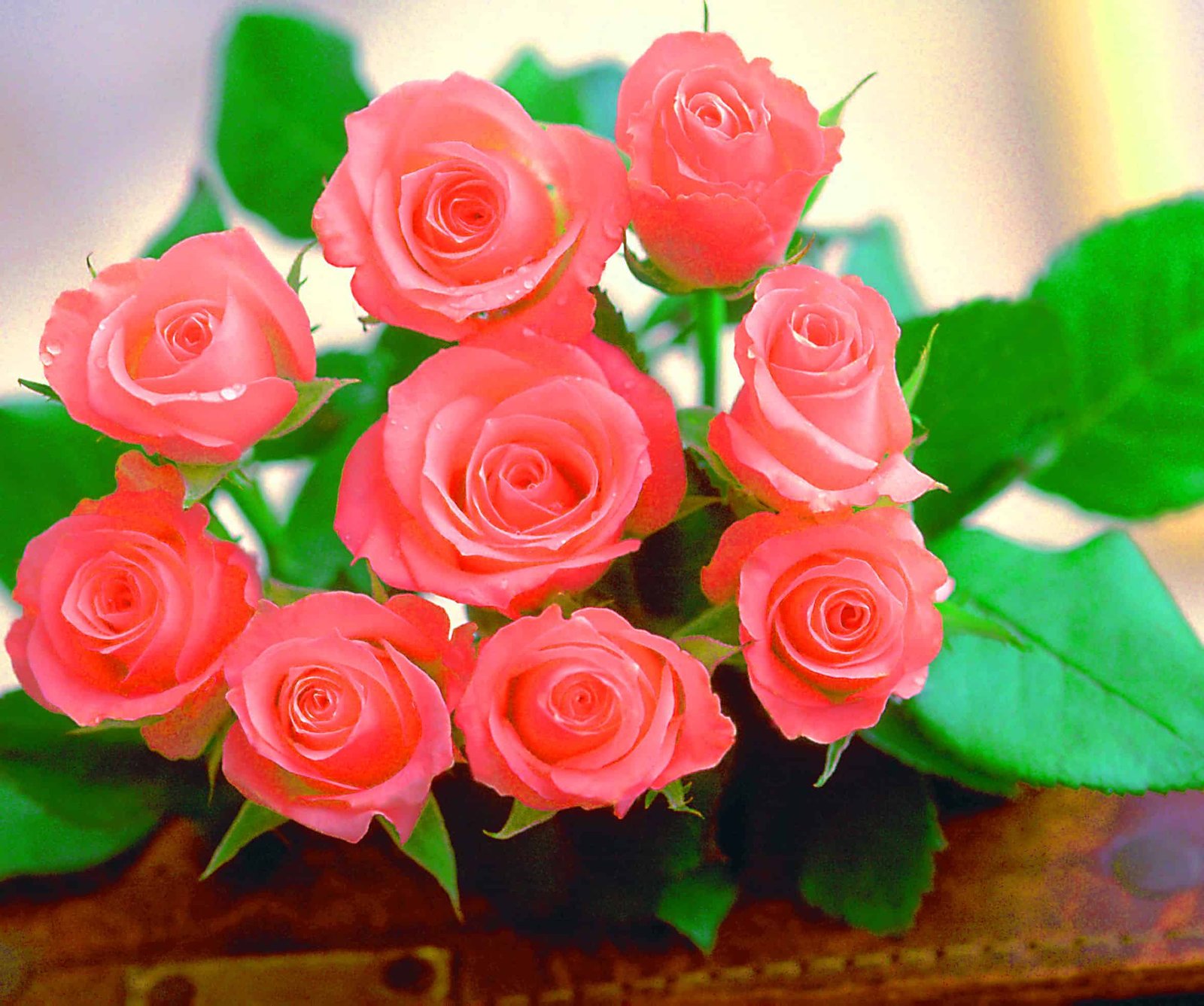 Flower Whatsapp DP