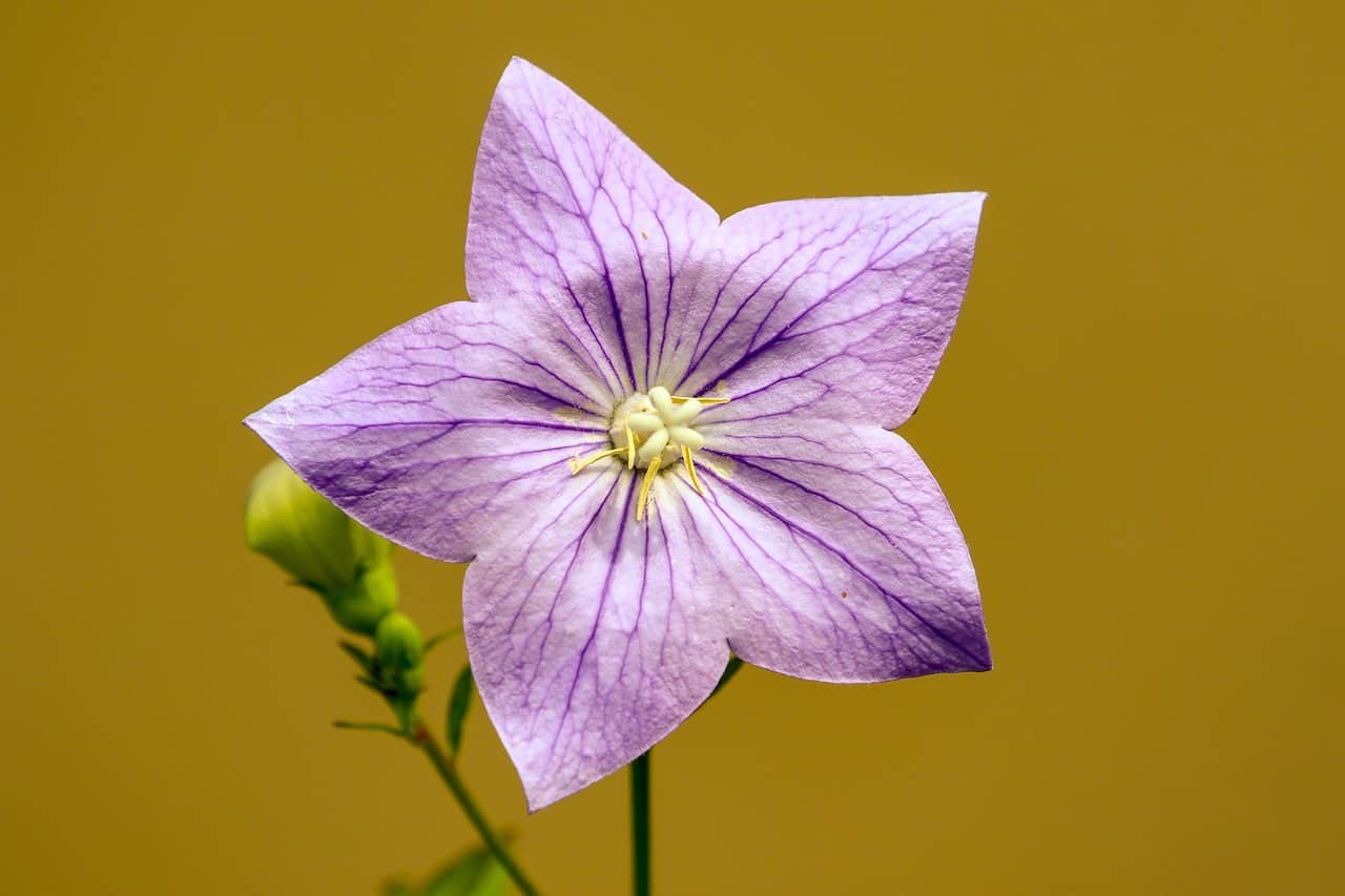Flower Whatsapp DP