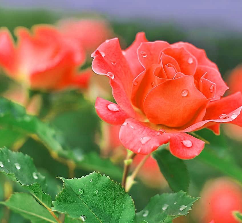 Flower DP for Whatsapp
