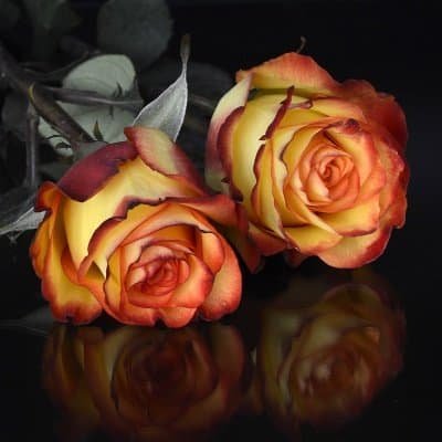 Flower DP for Whatsapp