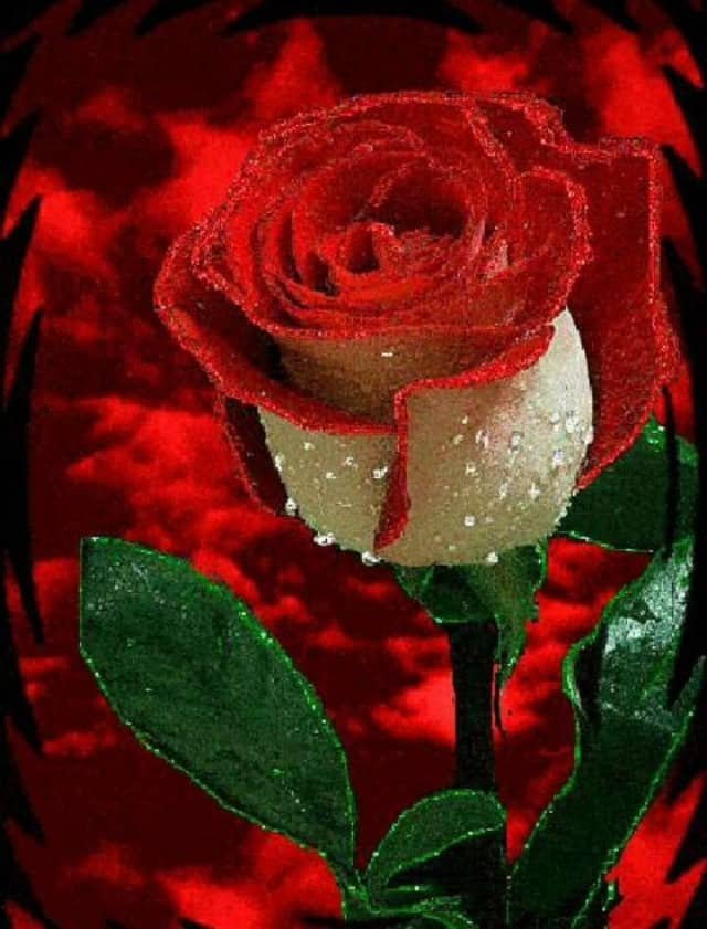 Flower DP for Whatsapp