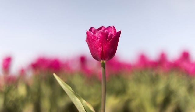 Flower DP for Whatsapp
