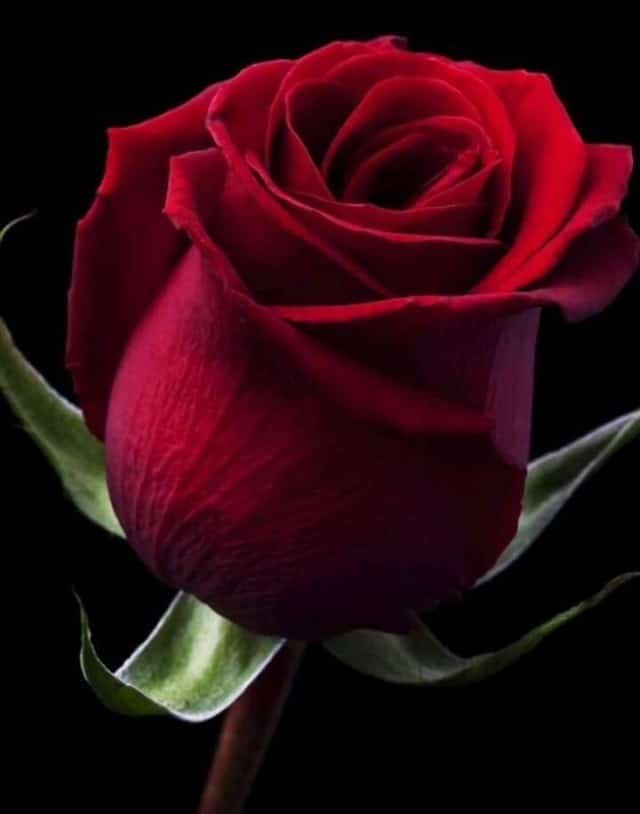 Flowers DP