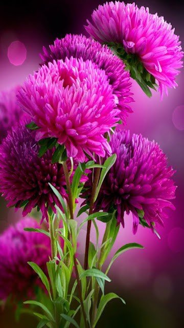 Flower DP for Instagram