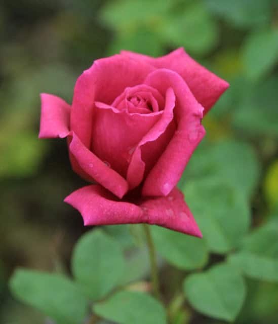 Flower DP for Instagram