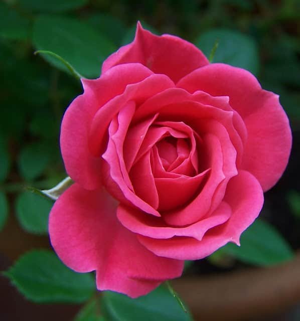 Flower DP for Instagram
