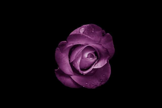 Flower DP for Instagram