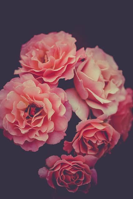 Flower DP for Instagram