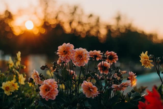 Flower DP HD