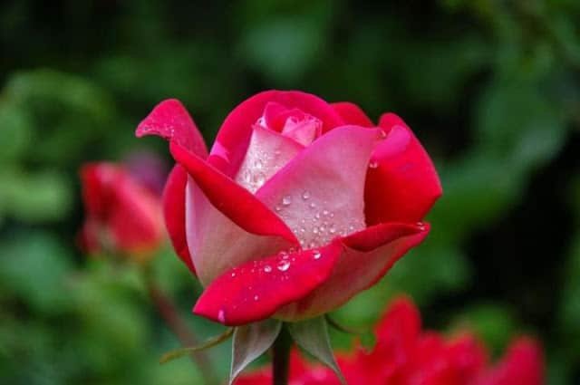 Flower DP HD