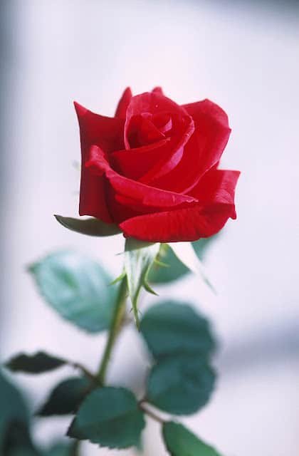 Flower DP HD