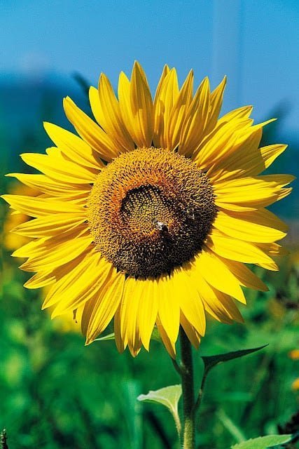 Flower DP HD