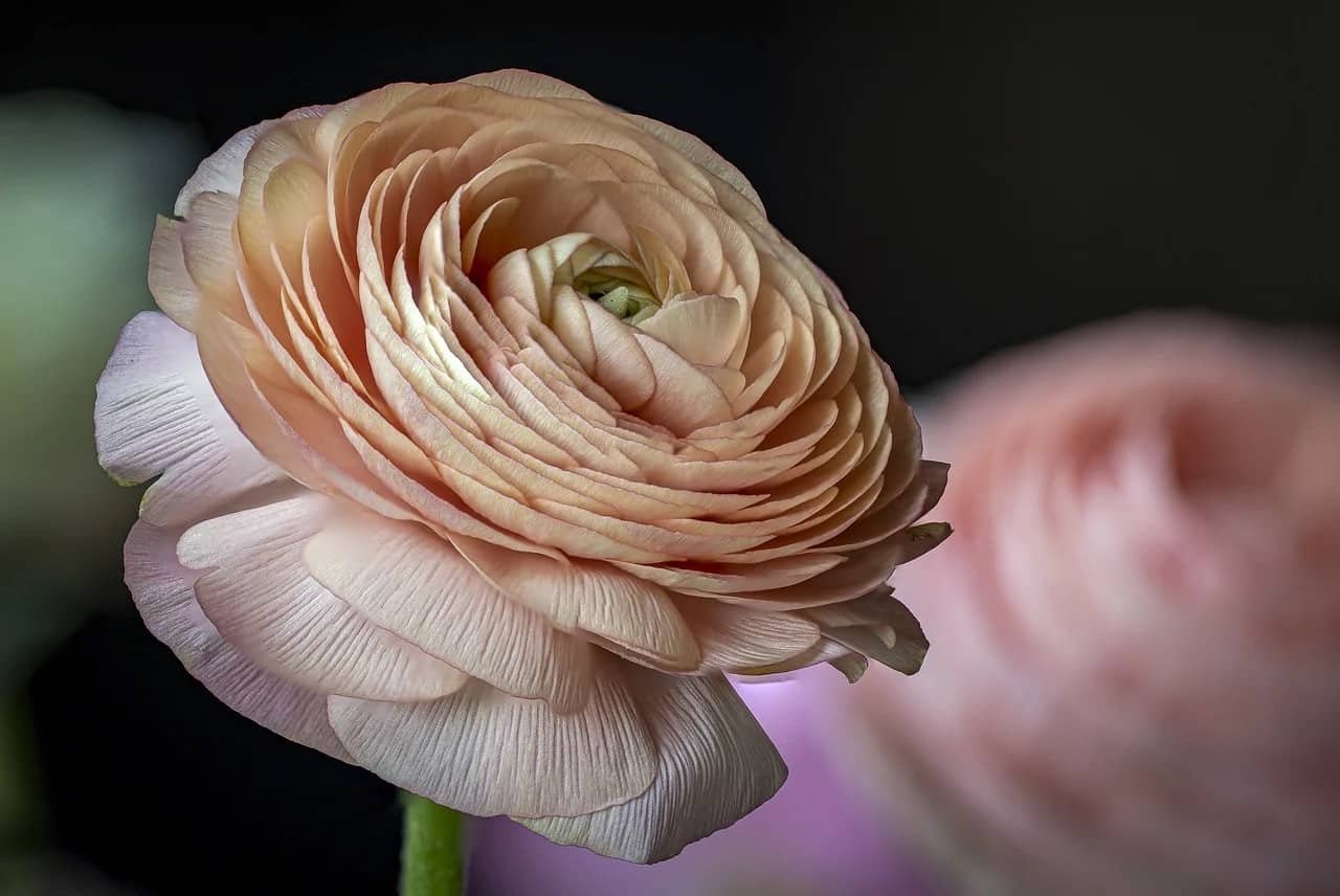Flower DP HD