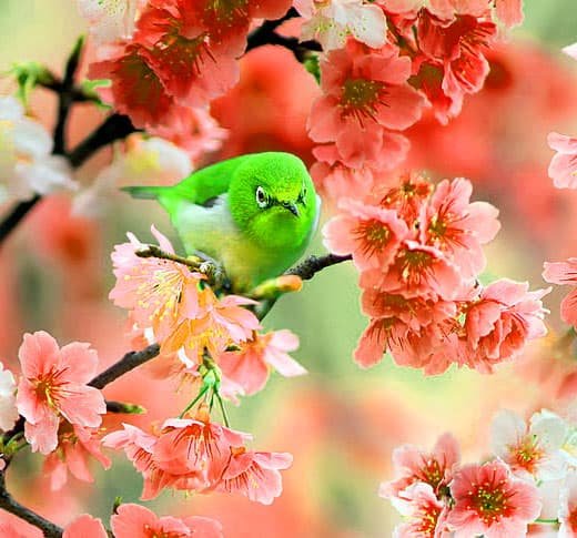 Flower DP HD