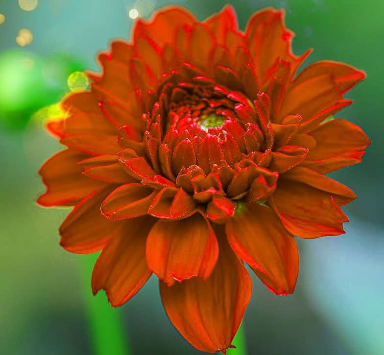 Beautiful Flower DP