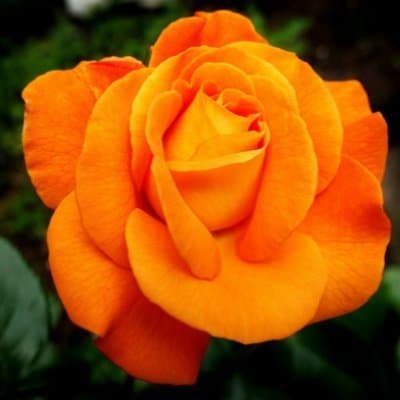 Beautiful Flower DP
