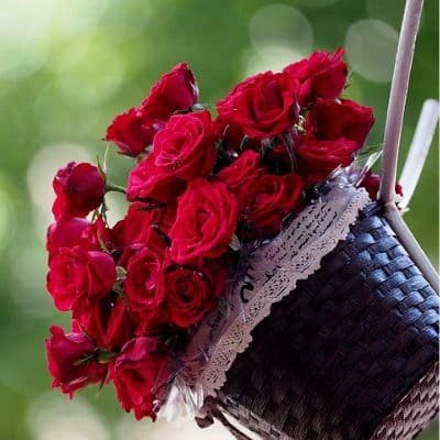Beautiful Flower DP