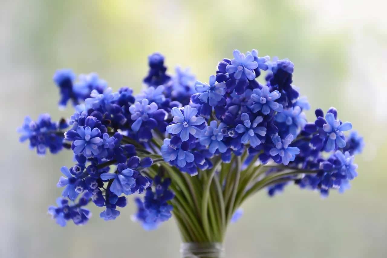 Beautiful Flower DP