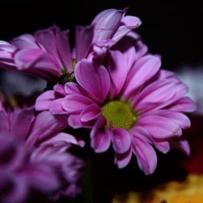 Beautiful Flower DP