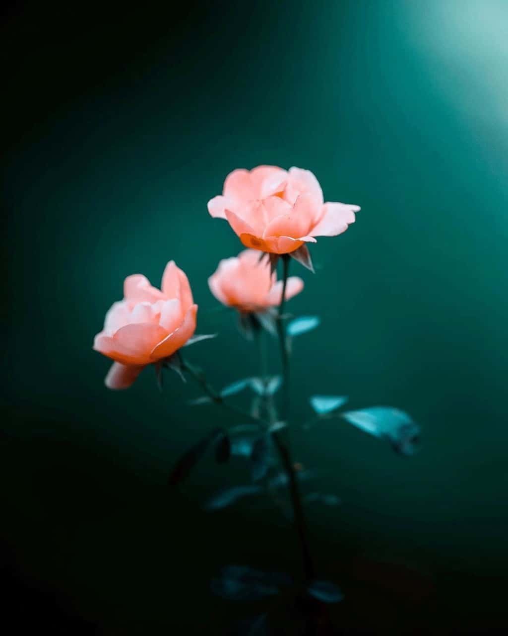 Flowers DP