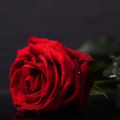 Flower DP for Whatsapp Profile