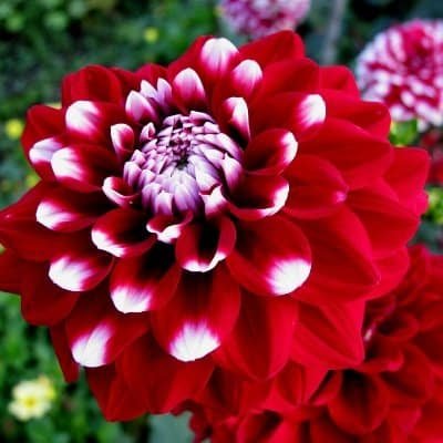 Flower DP for Whatsapp Profile