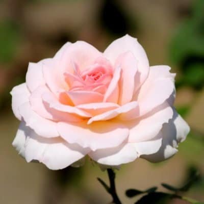 Flower DP for Whatsapp Profile