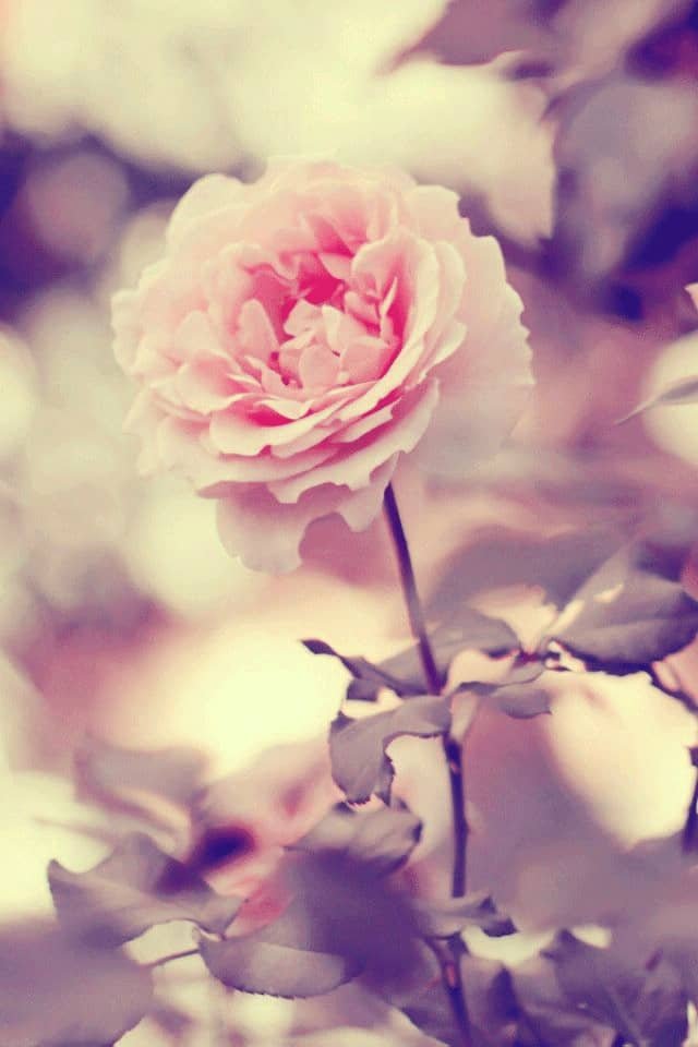Flower DP for Whatsapp Profile