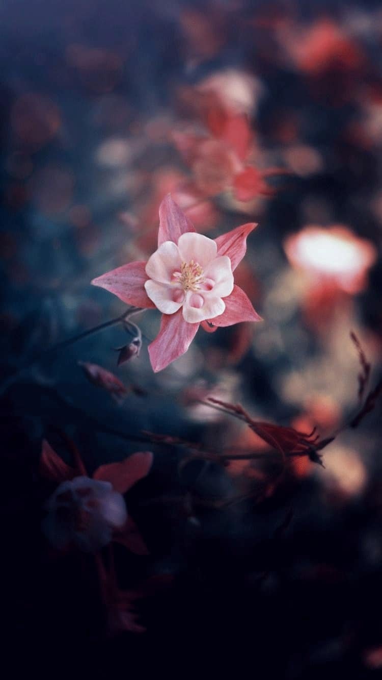 Flower DP for Whatsapp Profile