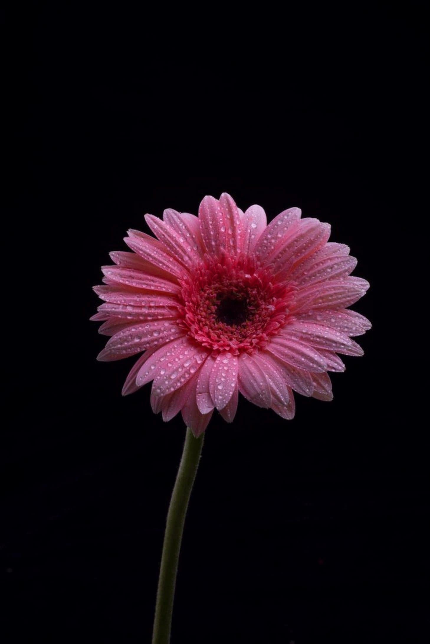 Flower DP for Whatsapp Profile